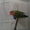  попугай неразлучник  - Изображение #1, Объявление #695026