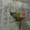  попугай неразлучник  - Изображение #2, Объявление #695026