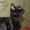 ПАНТЕРА БАГИРА - черная кошка - Изображение #2, Объявление #680747