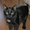 КУЗЬМА - черный кот-подросток - Изображение #1, Объявление #680781