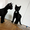 Черный котенок-мальчик (3.5 месяца) в дар - Изображение #3, Объявление #706174
