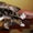 БУРЯТ - мраморный мачо с белой манишкой, 1,5 года, В ДАР - Изображение #1, Объявление #746729