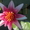 водяные лилии (нимфеи) - Изображение #2, Объявление #739233