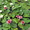 водяные лилии (нимфеи) - Изображение #1, Объявление #739233