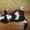 МИШЕЛЬ - черно-белый котенок 5 мес.