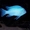 Псевдотрофеус Зебра голубая - Аквариумные рыбки #738461