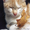 Рыже-белый котенок-мальчик в дар - Изображение #3, Объявление #771952