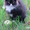пушистые чёрно-белые котята в дар