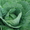 Продаем капусту сортов «Коронет»,  «Лион»,  «Анкома» выращенную в Беларуси #775996
