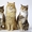 Кастрированные коты,  кошки и котята приюта в дар,  в добрые руки! #504472