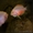 Акара бирюзовая, цихлазома фламинго - Изображение #1, Объявление #775499