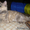 ГЕРМИОНА - благодарная кошка черепахового окраса,  2 года,  В ДАР