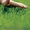 Семена трав: газонные травы, редька масличная, горчица, люпин и др. - Изображение #2, Объявление #660196
