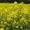 Семена трав: газонные травы, редька масличная, горчица, люпин и др. - Изображение #3, Объявление #660196