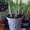 Крокус. Комнатные растения Минск - Изображение #2, Объявление #872176