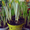 Крокус. Комнатные растения Минск - Изображение #1, Объявление #872176