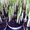 Крокус. Комнатные растения Минск - Изображение #3, Объявление #872176