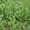 Семена трав: газонные травы, редька масличная, горчица, люпин и др. - Изображение #5, Объявление #660196