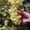 Продам многолетние саженцы винограда - Изображение #2, Объявление #891922