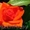 Cаженцы роз по низким ценам - Изображение #3, Объявление #879644