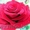 Cаженцы роз по низким ценам - Изображение #2, Объявление #879644