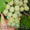 Продам многолетние саженцы винограда - Изображение #4, Объявление #891922