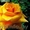 Cаженцы роз по низким ценам - Изображение #4, Объявление #879644
