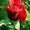 Cаженцы роз по низким ценам - Изображение #5, Объявление #879644