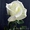 Cаженцы роз по низким ценам - Изображение #6, Объявление #879644