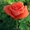 Cаженцы роз по низким ценам - Изображение #7, Объявление #879644