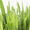 Тканый газон -полипропиленовое полотно с семенами газонных трав