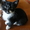Котята 4мес. черные спинки,  белые носочки,  симпатичные мордашки 