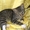 Котенок Петрик- тигренок в полосатой шубке