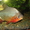 цихлазомы и др рыбки - Изображение #3, Объявление #959021