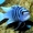 Цинотиляпия Галерея риф - Аквариумные рыбки #992166