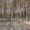 Усадьба в Налибокской пуще, 50км от МКАД - Изображение #7, Объявление #1033165