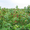 Рассада клубники и малины, голландские сорта  - Изображение #4, Объявление #1064703