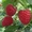 Саженцы ягодных кустарников - Изображение #2, Объявление #1056587