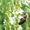 Донник белый (медонос,  сидерат,  кормовая культура,  лекарственное растение)