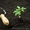 Грунт растительный плодородный торфяной фасованный в мешках с доставкой. - Изображение #1, Объявление #1088451