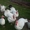 Органическое фермерское мясо птицы,  яйца #1105302