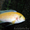 Псевдотрофеус Зебра апельсиновая - Аквариумные рыбки #1150319