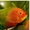 Северум красный жемчуг (ложный дискус) - Аквариумные рыбки #1150320
