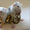 Обалденные крысята породы дамбо с подвидами-стандарт,  сфинкс,  рекс и даблрекс  #1159321
