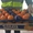 продаем мандарины из Испании - Изображение #7, Объявление #1188219