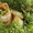 Померанский карликовый шпиц. Породные малыши от питомника "Лаки Шарм"  - Изображение #2, Объявление #847998