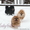 Померанский карликовый шпиц. Породные малыши от питомника "Лаки Шарм"  - Изображение #10, Объявление #847998