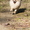 Померанский карликовый шпиц. Породные малыши от питомника "Лаки Шарм"  - Изображение #7, Объявление #847998