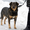 Тимоша - собака для семьи и дома в дар - Изображение #2, Объявление #1210539