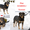 Тимоша - собака для семьи и дома в дар - Изображение #1, Объявление #1210539